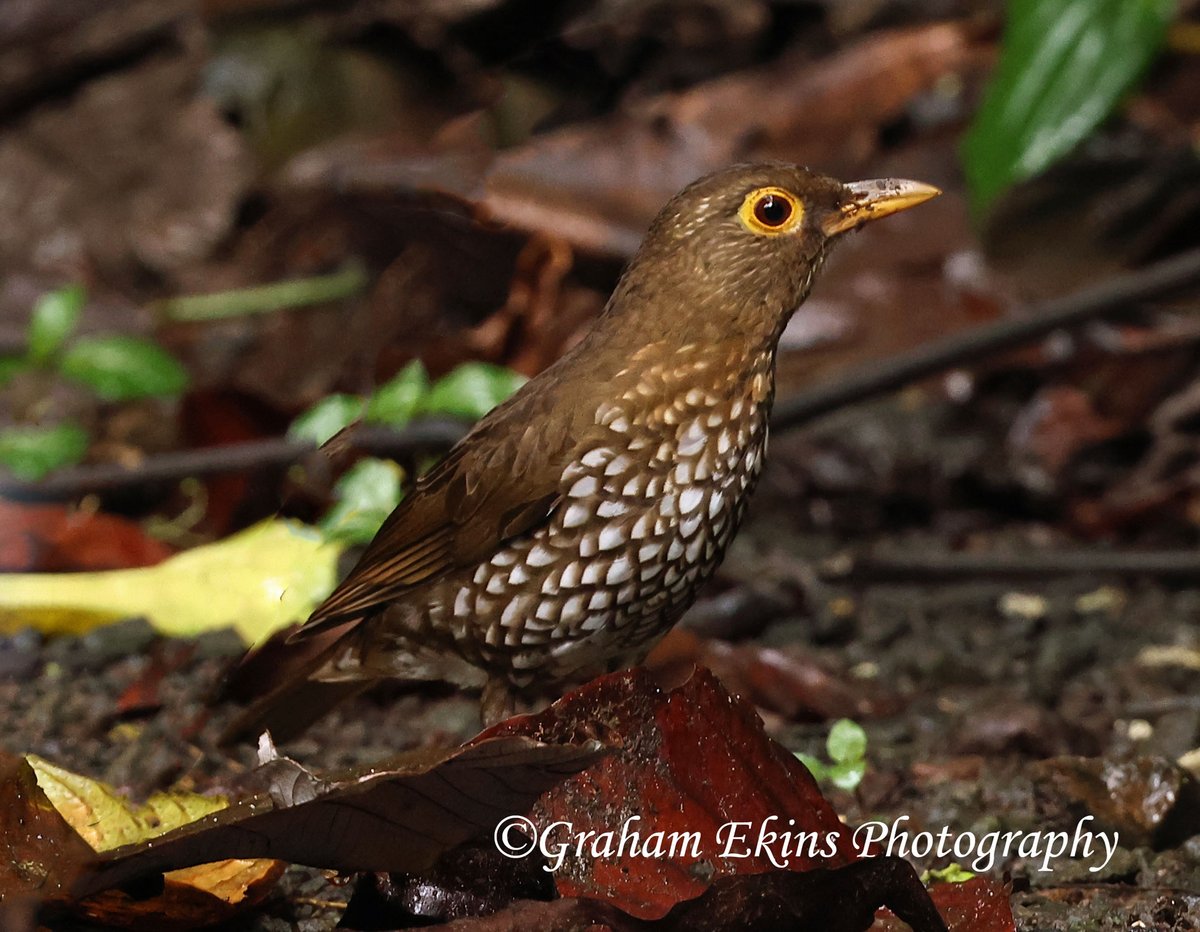 Yesterday Evie and I spent the day birding in Guadeloupe on the next stage of our Lesser Antilles trip. One of our targets was Forest Thrush and we were not disappointed. A Near Threatened species. #Birdsseenin2024 #wildlifephotography #BirdsOfTwitter #birding