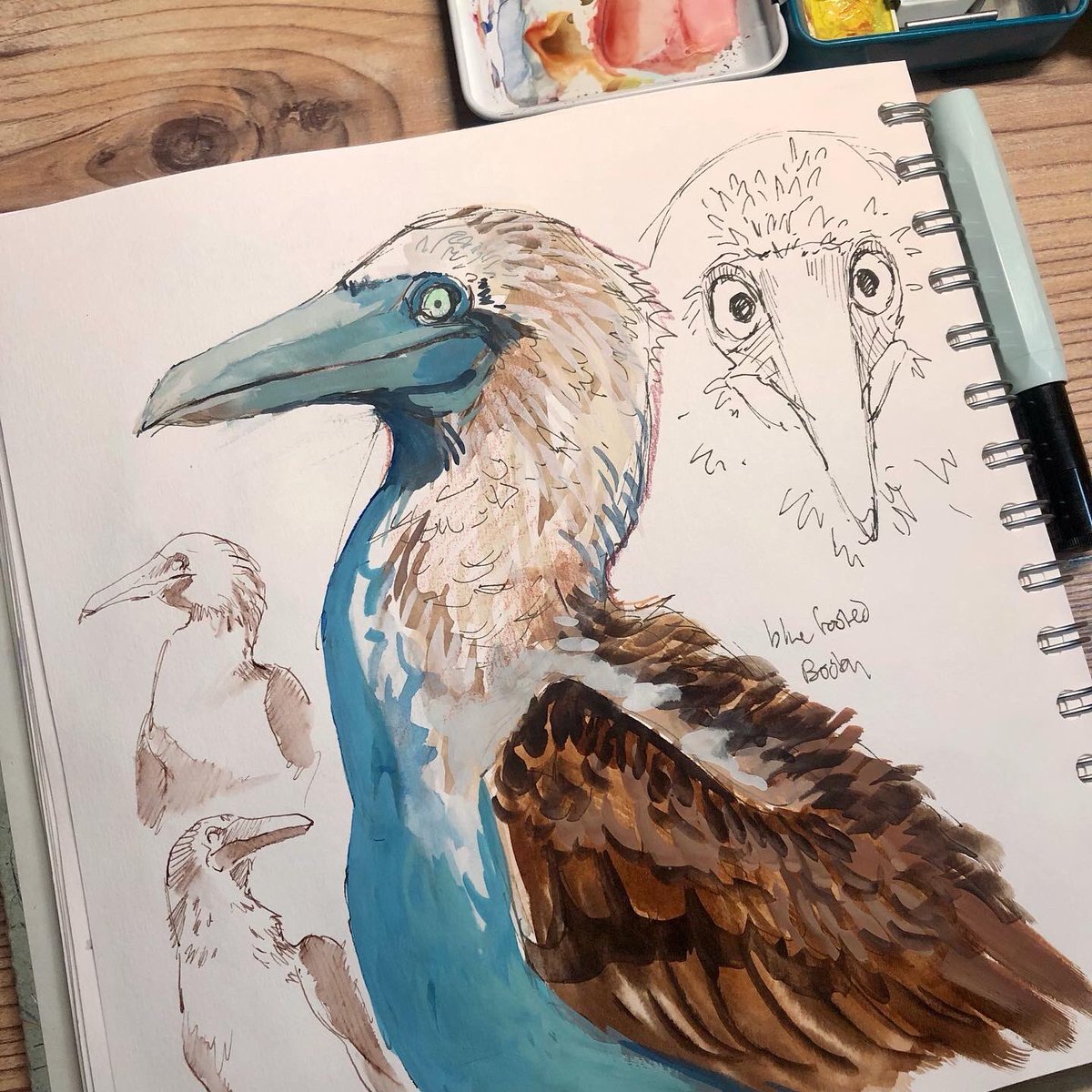 BOOBIES during a speed sketching session (and other birds too) 