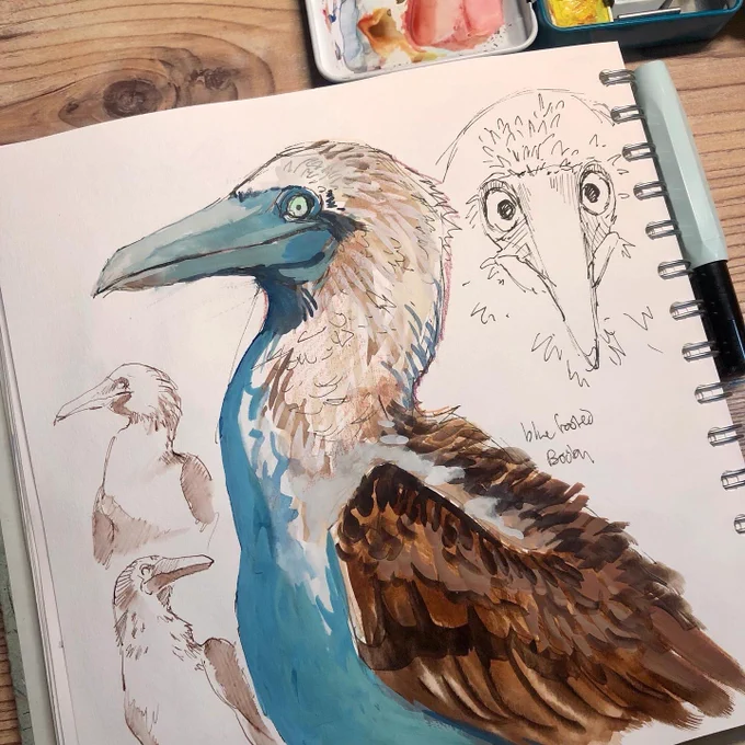 BOOBIES during a speed sketching session (and other birds too) 
