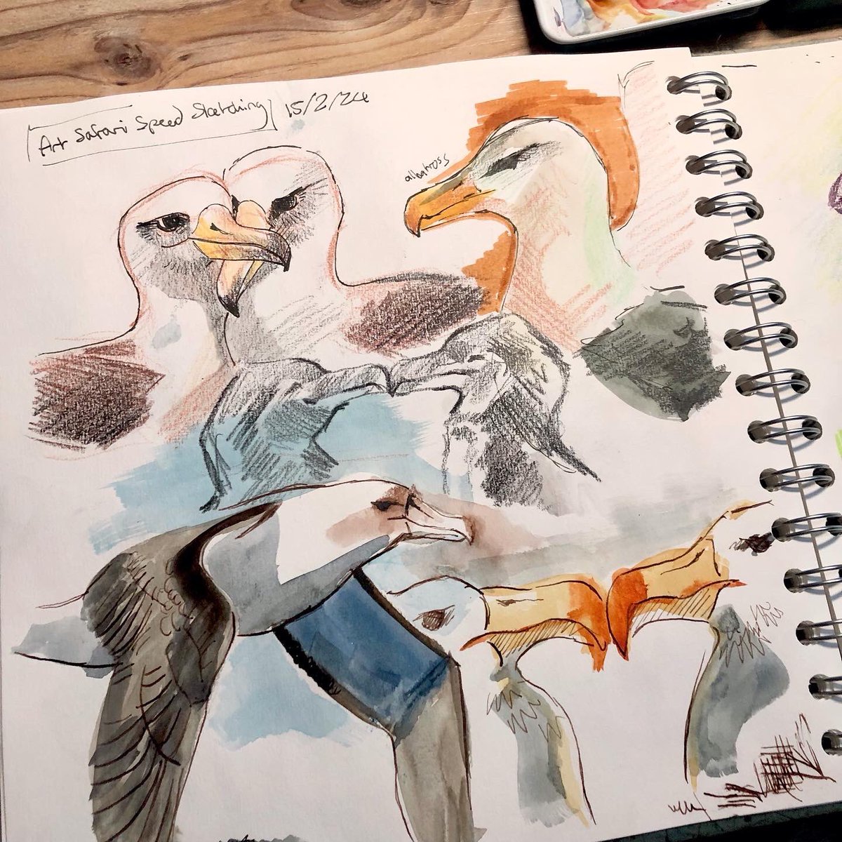 BOOBIES during a speed sketching session (and other birds too) 