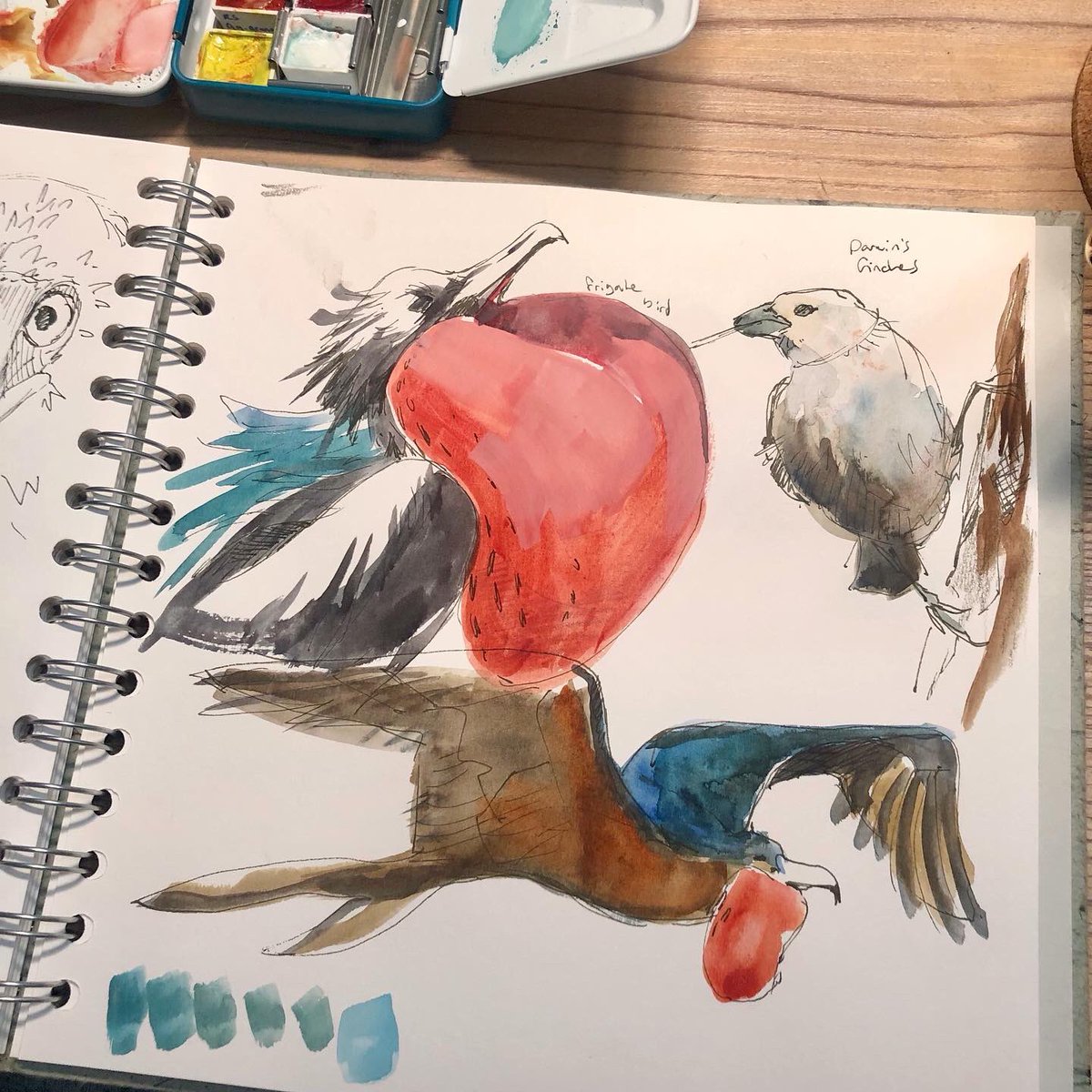 BOOBIES during a speed sketching session (and other birds too) 