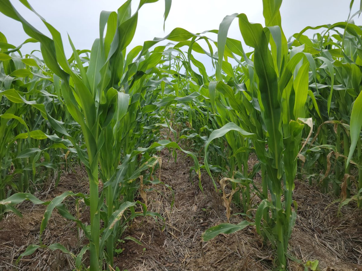 Plataforma de investigacion en AC🌱   Cajeme I en la estacion de CIMMYT CENEB. Cultivos trigo, 🌾Maiz,🌽 Garbanzo