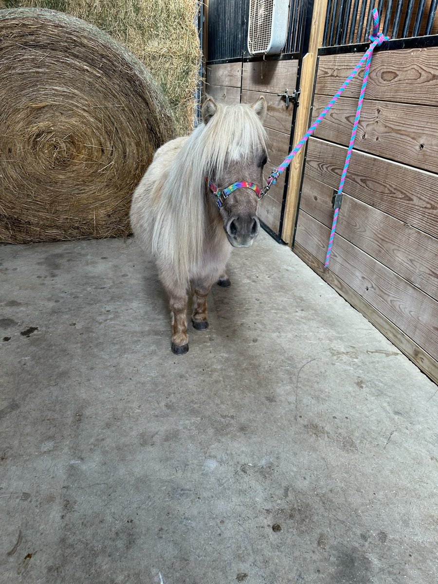 Teagan 👩🏻🦯🦮💙🐎 tweet media