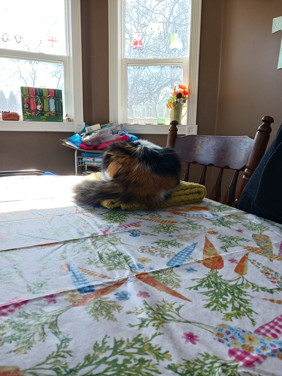 OneSquirreliest's tweet photo. Miss Meatball remains happy too. https://t.co/74NfzwH3mC
