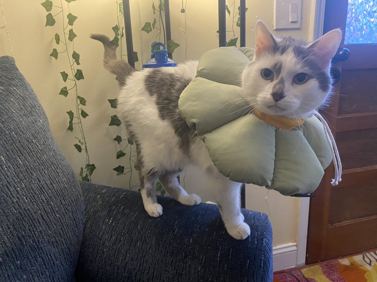 We have been upgraded to the pillow of shame