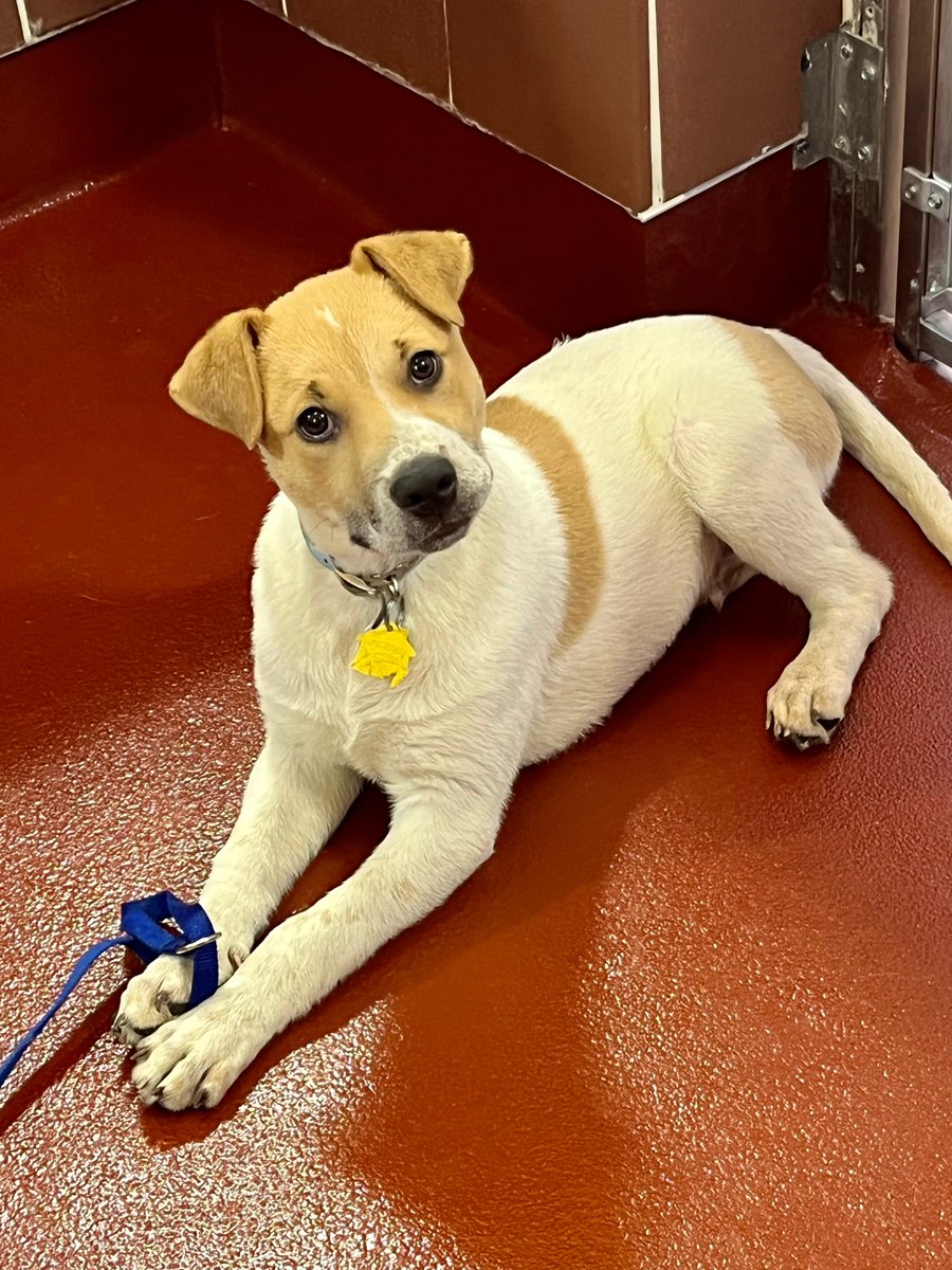 This handsome boy is Tonto (#TX1026)! 🐶 He's a thirteen-week-old Terrier Mix rescued from Texas. 🥰Meet Tonto at our Port Washington, NY adoption center! #GetYourRescueOn #Adopt #TerrierPuppy #TerrierMix #Rescue #AdoptMe
