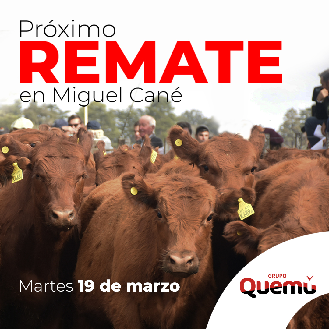 El martes 19 de marzo, los esperamos en el Remate de Grupo Quemú en Miguel Cané. 🐄
📷Miguel Cané (02333) 498005 
📷Quemú Quemú (02333) 440121
 Oficinas: Libertad 393, Miguel Cané, La Pampa  
#vacunos #Remate #Hacienda #QuemuQuemu #vacas #toros #novillos #novillito