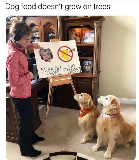 WholesomeMeme's tweet photo. https://t.co/fHL9yYiXL3