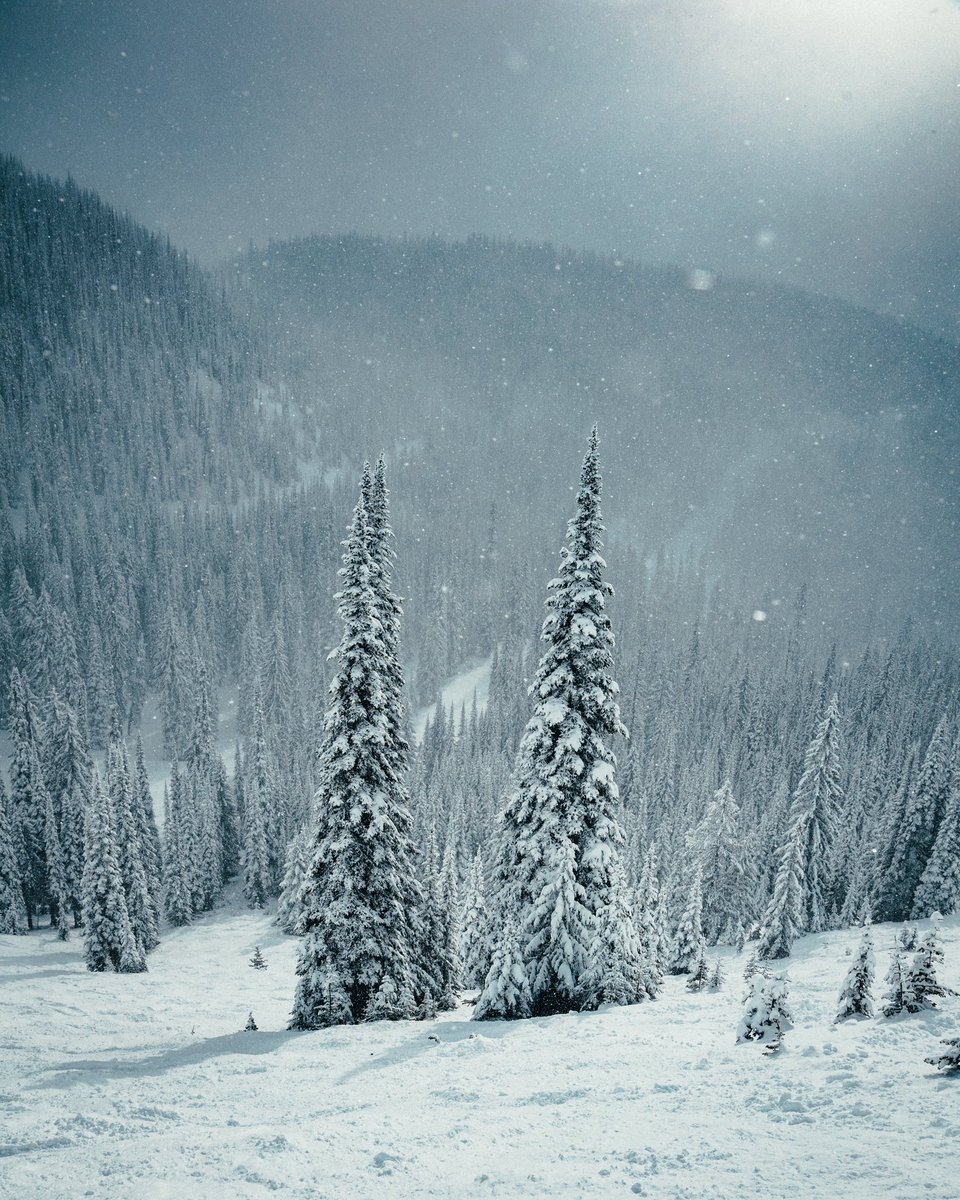 Justin D Kauffman tweet media