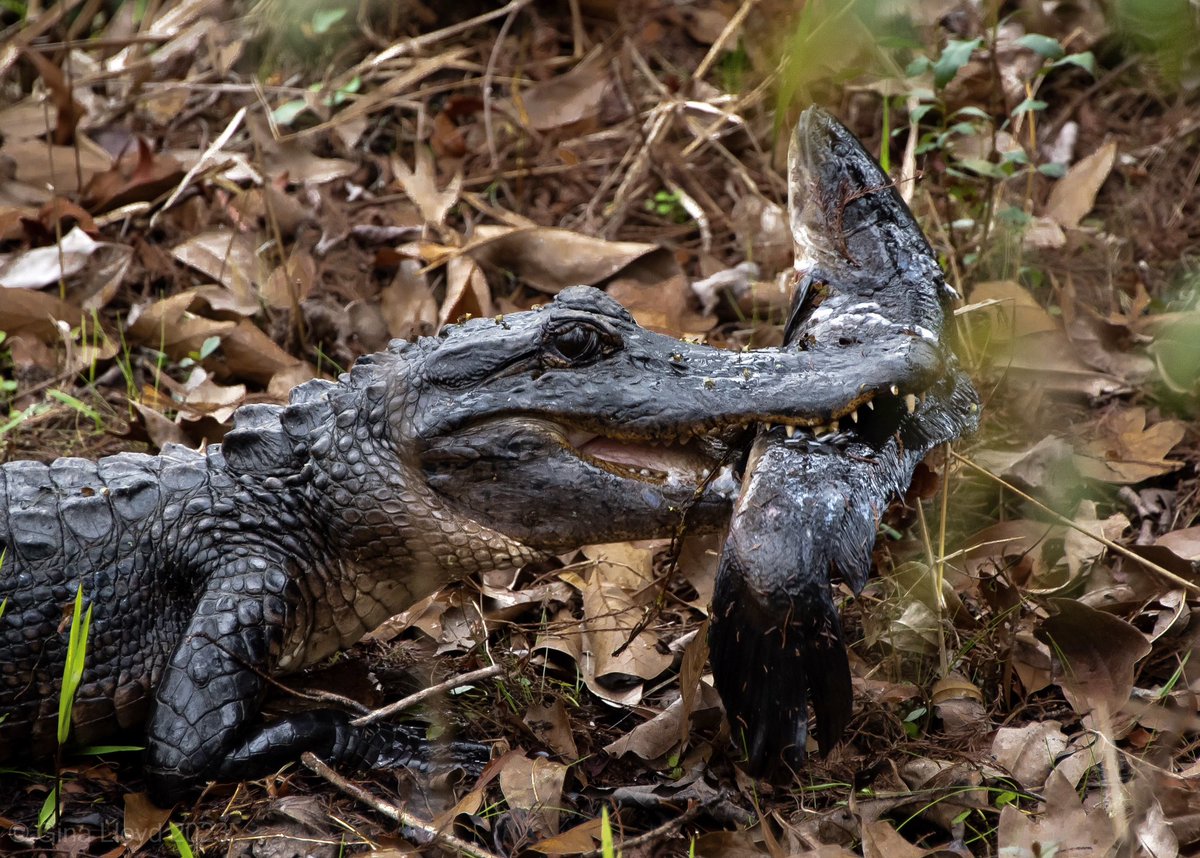 Gina Lloyd tweet media