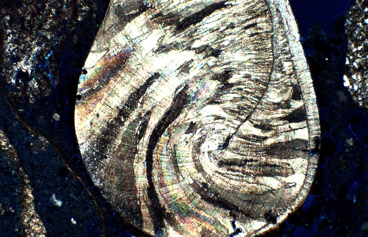 palaeokatie's tweet photo. Gastropod shell fragment in an 18th century lime mortar from the west coast of Scotland, viewed under crossed polarised light 🖤 #ThinSectionThursday https://t.co/ViE5tAJeTK