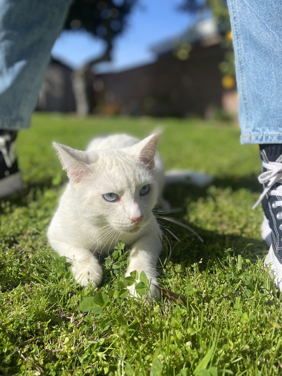 sunnydeee_'s tweet photo. backyard kitty https://t.co/d4rJ8LED5l