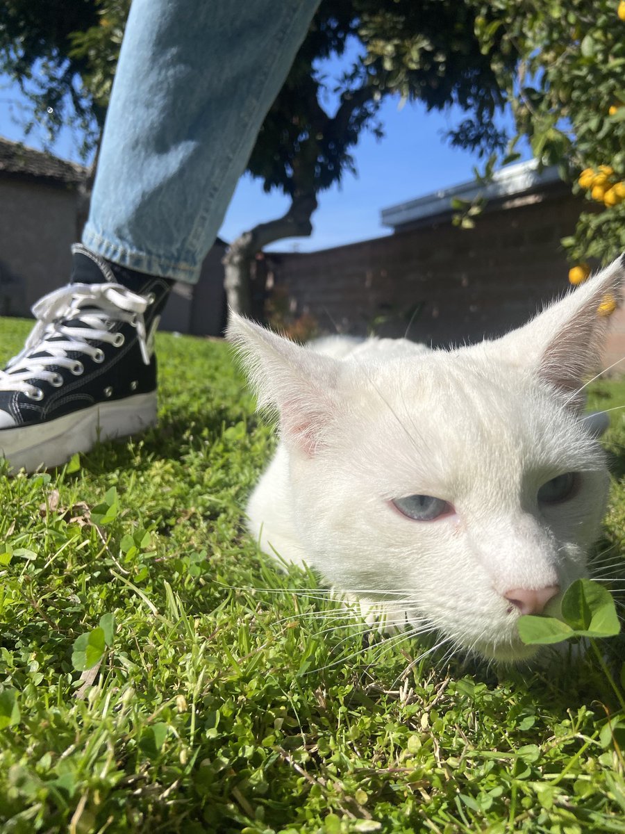 sunnydeee_'s tweet photo. backyard kitty https://t.co/d4rJ8LED5l