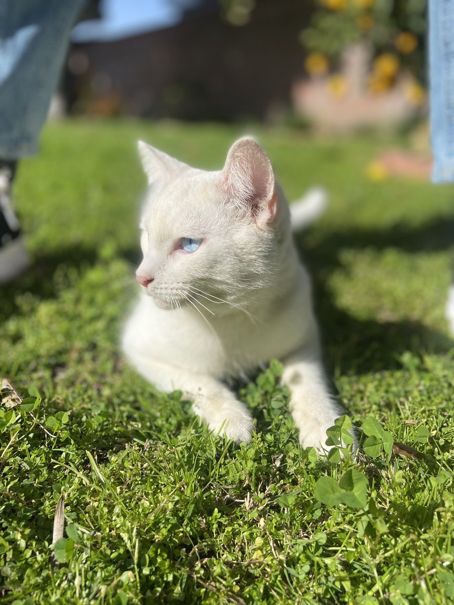sunnydeee_'s tweet photo. backyard kitty https://t.co/d4rJ8LED5l