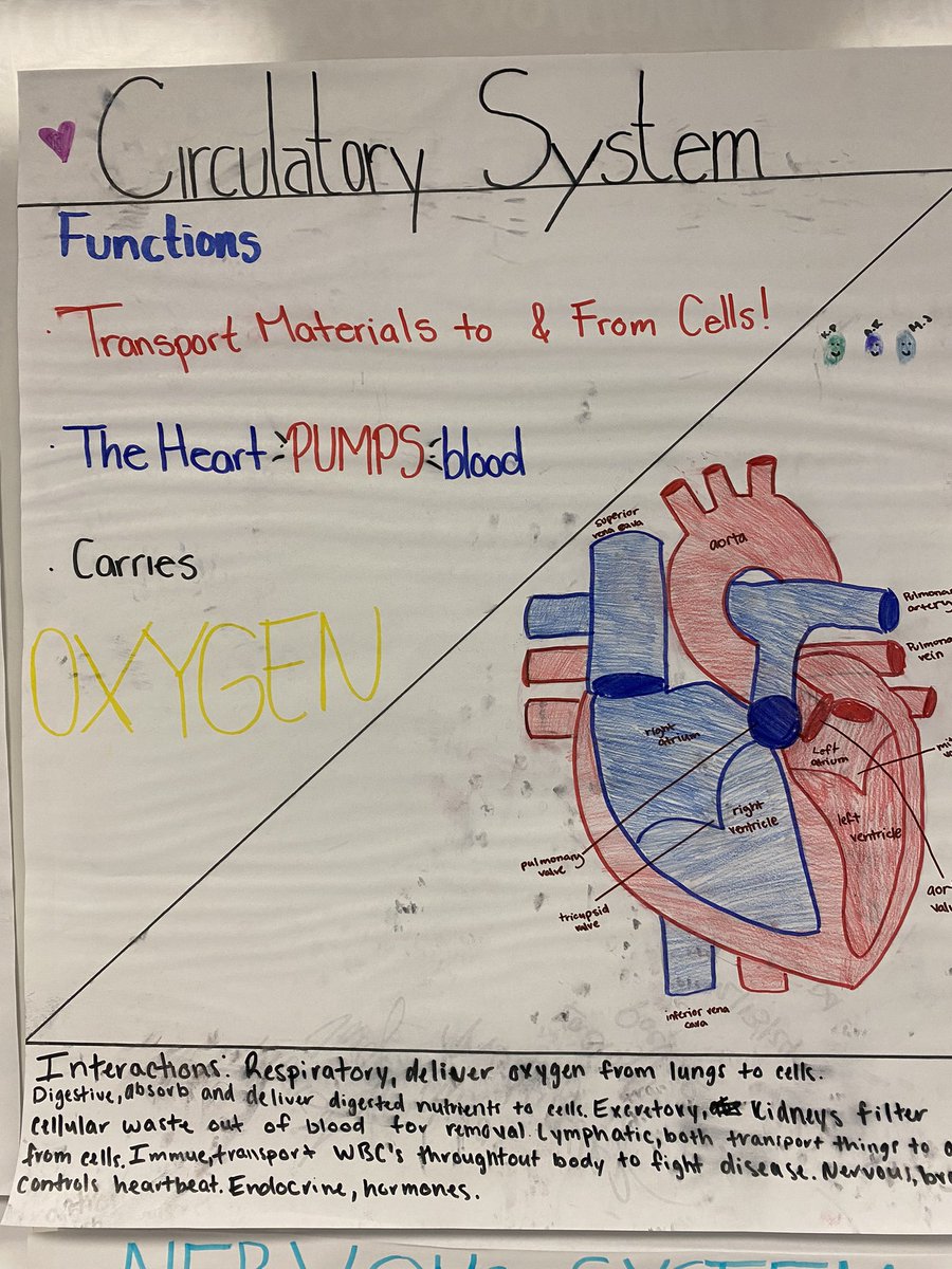 Students worked on “Z” Chart - SIOP strategy to inquire about body systems 🧠🫀🫁 and their interactions 🏃🏽‍♂️⛹🏻‍♂️🤽🏽‍♂️
<a href="/Desigo13/">Mr. Desi Gonzales</a> <a href="/eromero915/">EMaks🇺🇦</a> <a href="/Eastlake_HS/">Gilbert R . Martinez</a> <a href="/MrsHavlickEHS/">Stefanie Havlick</a> 
#Biology