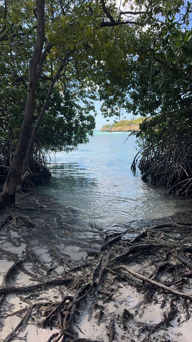 WorkingBiscuits's tweet photo. Aruba thangs https://t.co/lASkoEuZSF