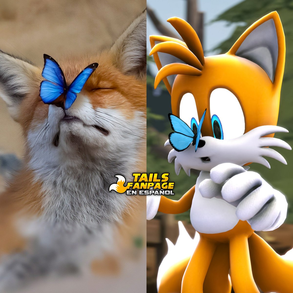 Tails Fanpage en Español tweet media