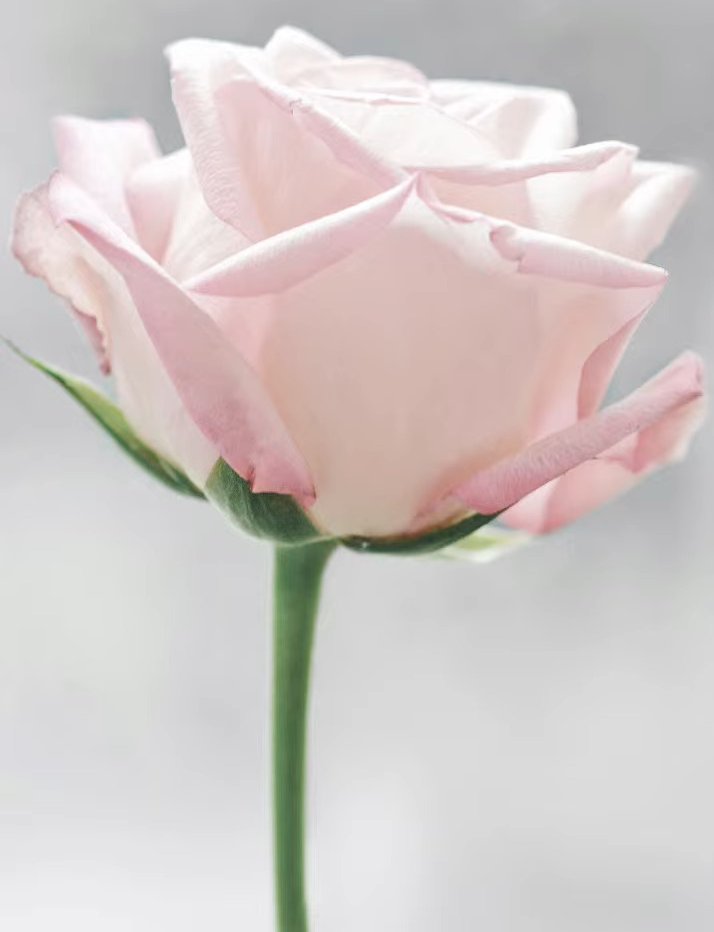 experimenting with dithering and gradients. used a rose drawing prompt from Sketchbook Skool #pixelart