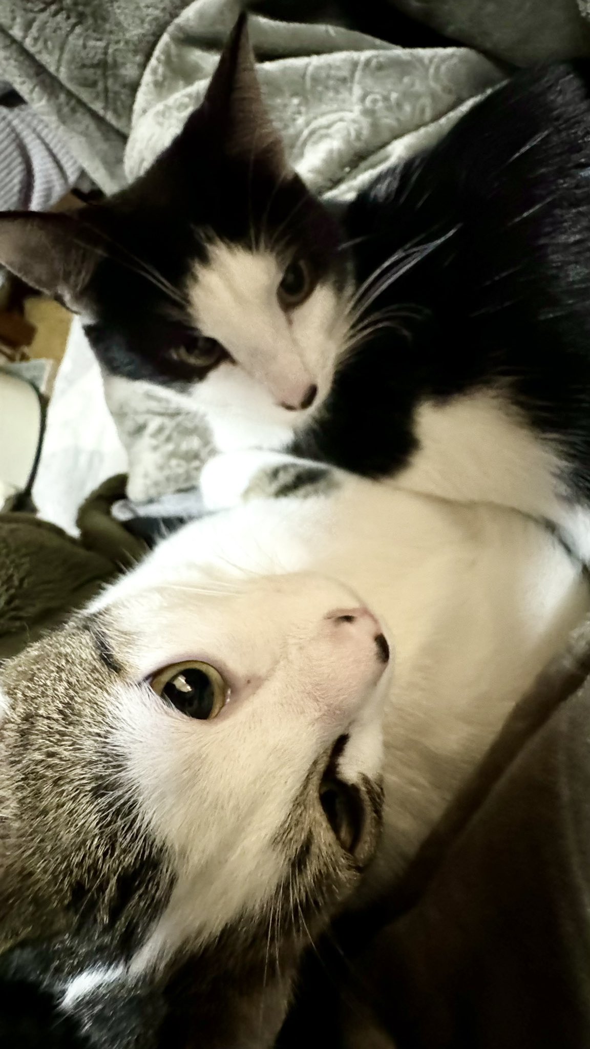 ねここねこ  ねここねこ - Search / X