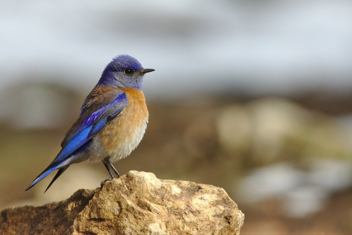 The world is your birdfeeder, but don't be greedy. Take what you need, savor the sweetness, and leave some for your fellow creatures. Sharing makes the heart, and the sky, a brighter place.

- Quote by a Western Bluebird 💙

#NaturePhotography #photography #birds #quote