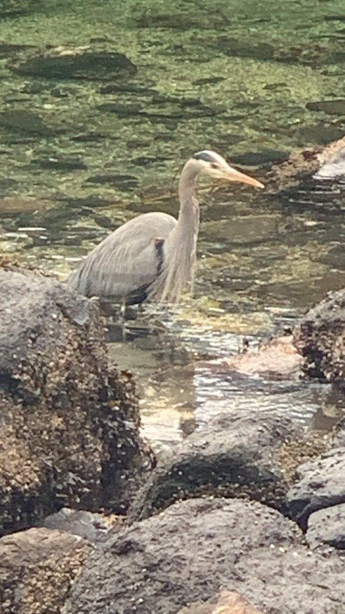 Flowermonkey tweet media