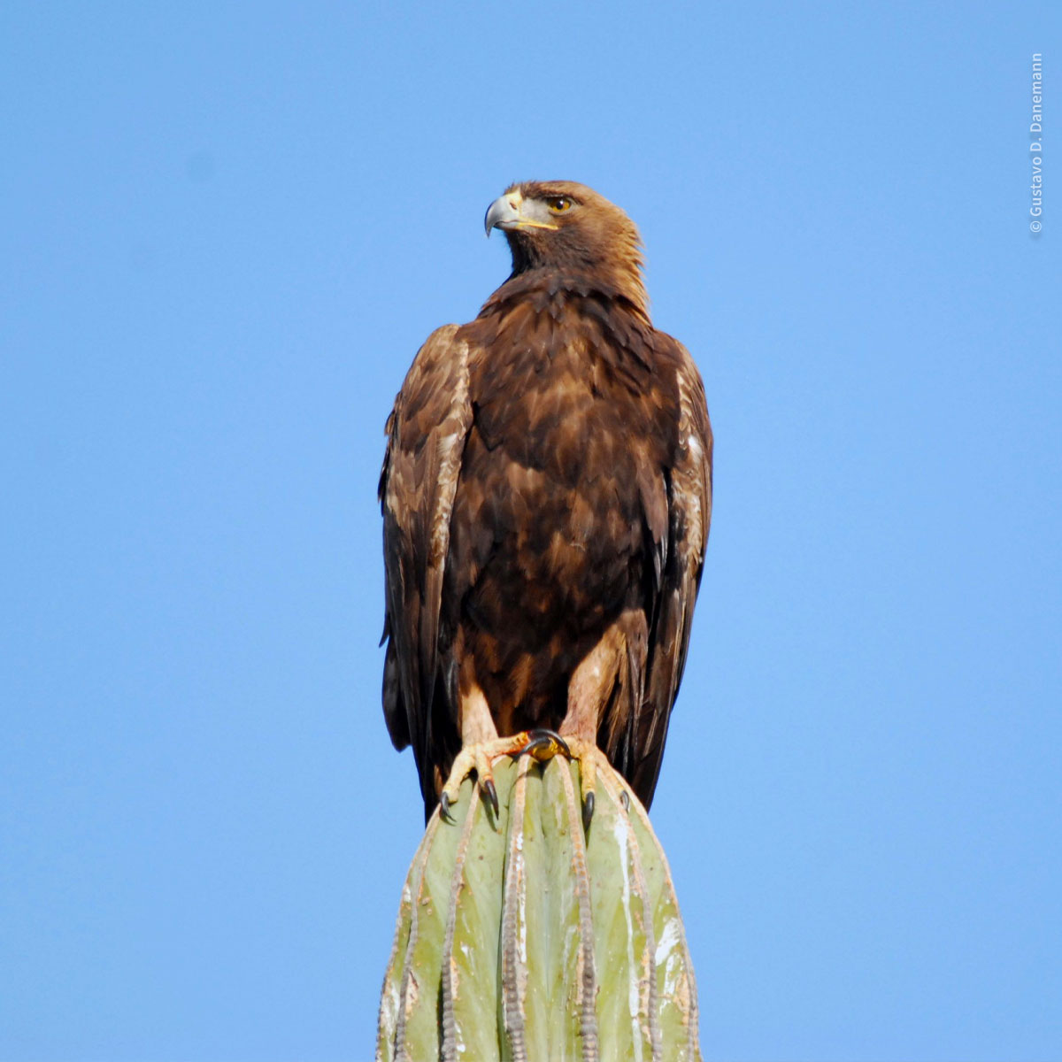 Para aventuras, ¡la de nuestros expertos en conservación! Porque son tantas las historias que merecen ser compartidas, inauguramos la “Bitácora de la conservación”. Estrenamos la sección con un breve relato a cargo de Gustavo D. Danemann. pronatura-noroeste.org/bitacora-conse…