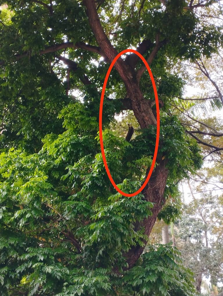 CC23SUR's tweet photo. Queremos agradecer la rápida acción a nuestra solicitud de Poda de un árbol cuyas ramas representaban un peligro inminente para nuestra comunidad, excelente la respuesta certera y efectiva del equipo de @AgendaVecinalS @lAlcaldiasucre, y el Concejal @josepachecosuc https://t.co/jhvXyTUC6I