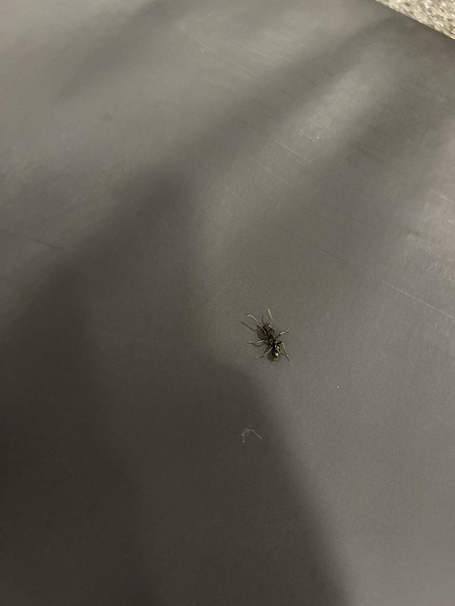 Sfd fui treinar e tomei uma picada de FORMIGA nas costas