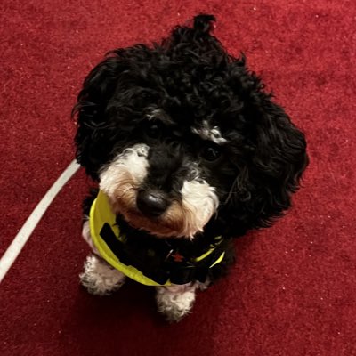 Die_Lesezeichen's tweet photo. #NeuesProfilbild https://t.co/sz1L2BCXp0