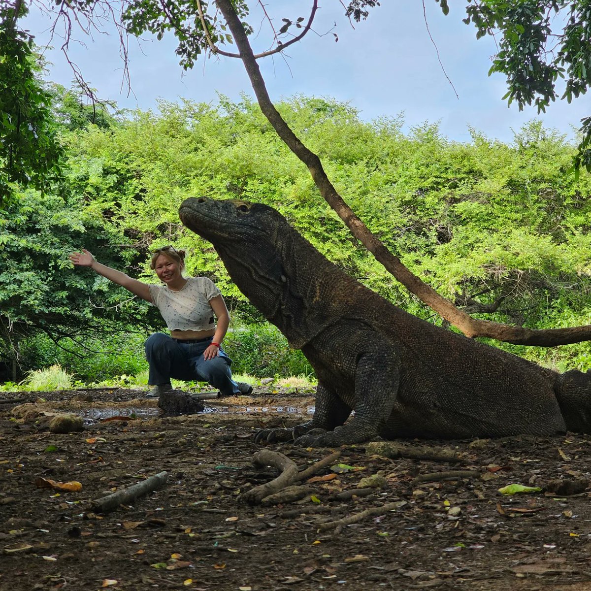 JialingQin's tweet photo. Komodo Day1 https://t.co/mhUtGENCrU