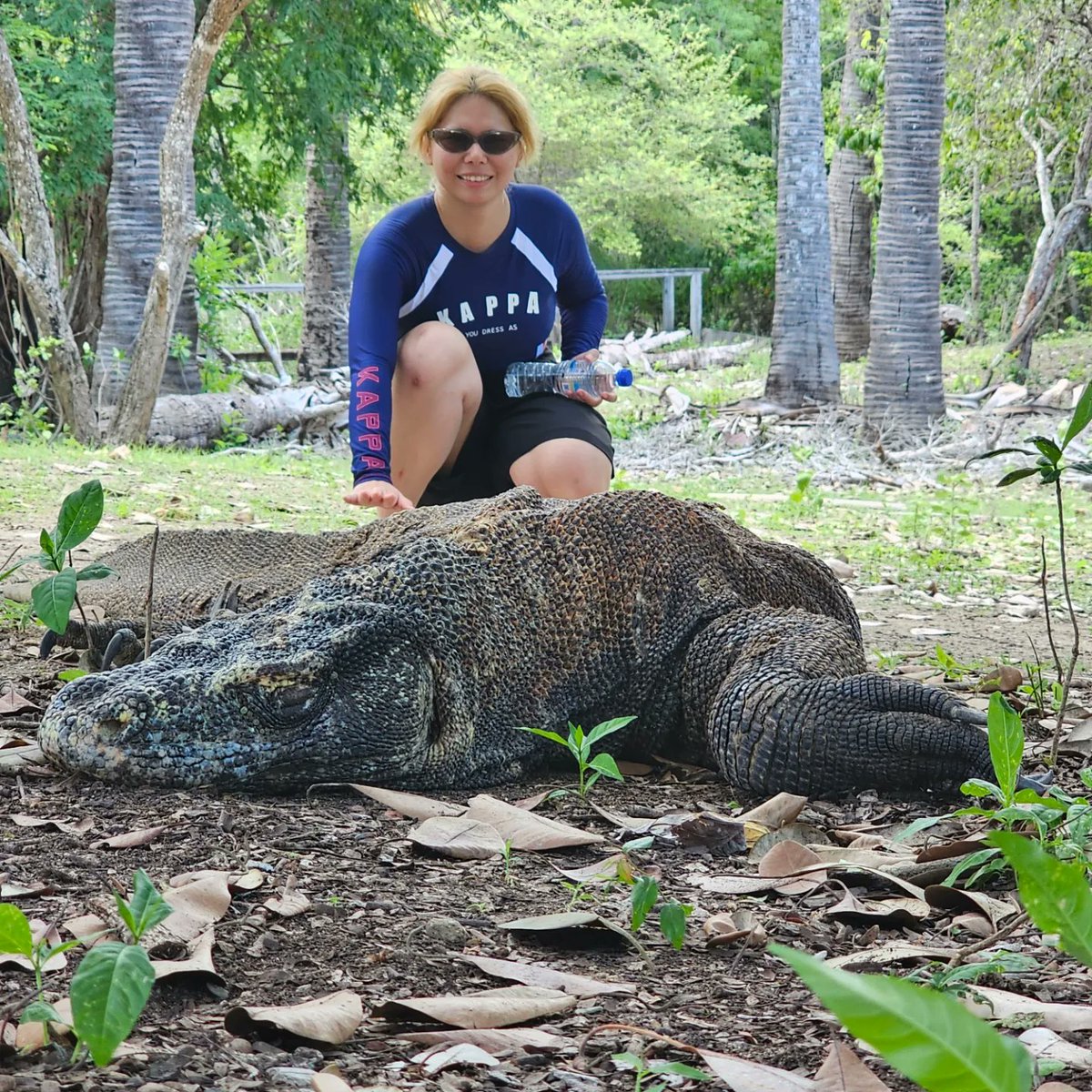 JialingQin's tweet photo. Komodo Day1 https://t.co/mhUtGENCrU