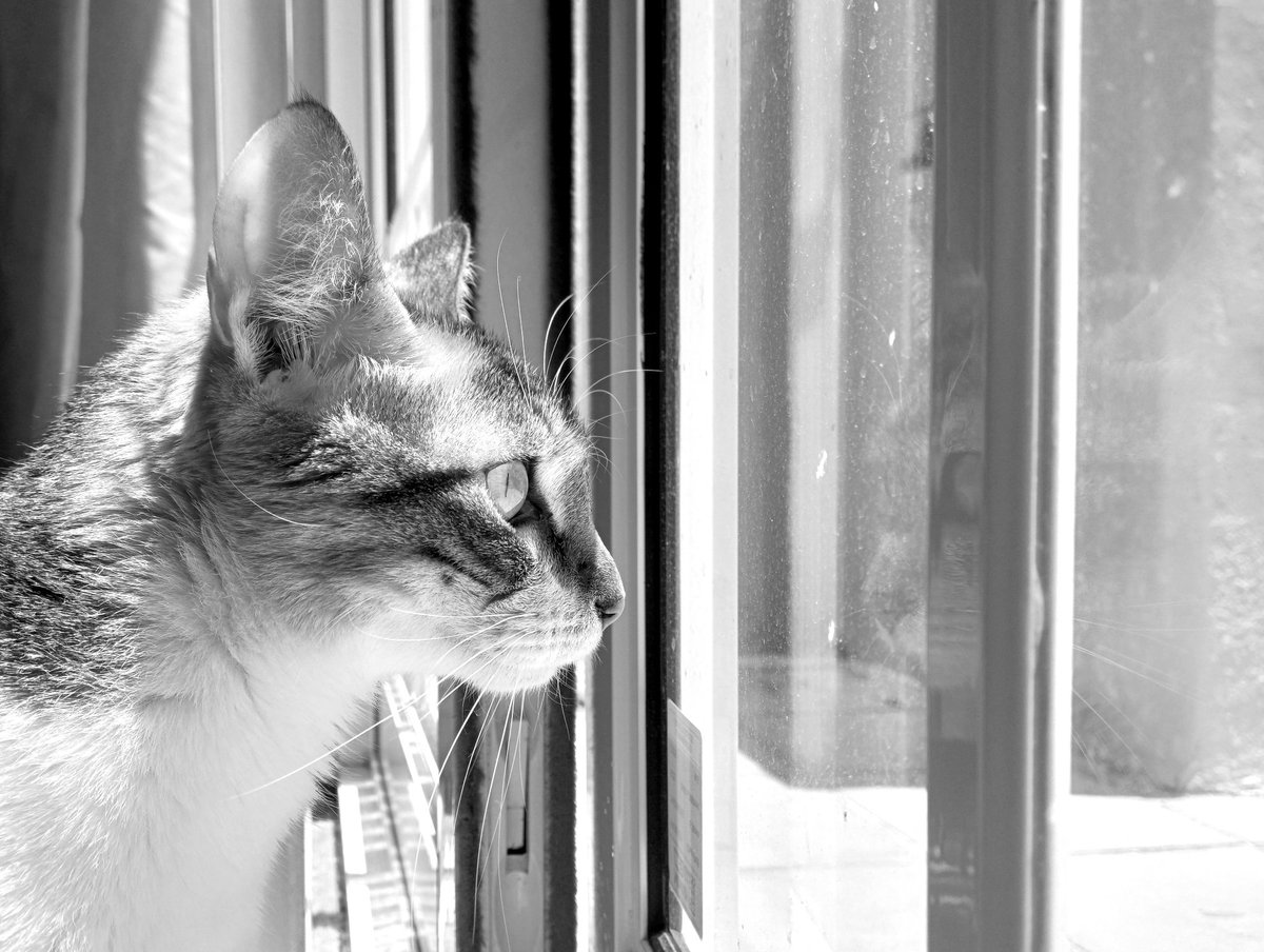 Hello there stranger 😼

#catlife #catsnoirfriday #pawtrait #catsinblackandwhite #catreflection 

instagram.com/p/C3Zaa2eN9dc/