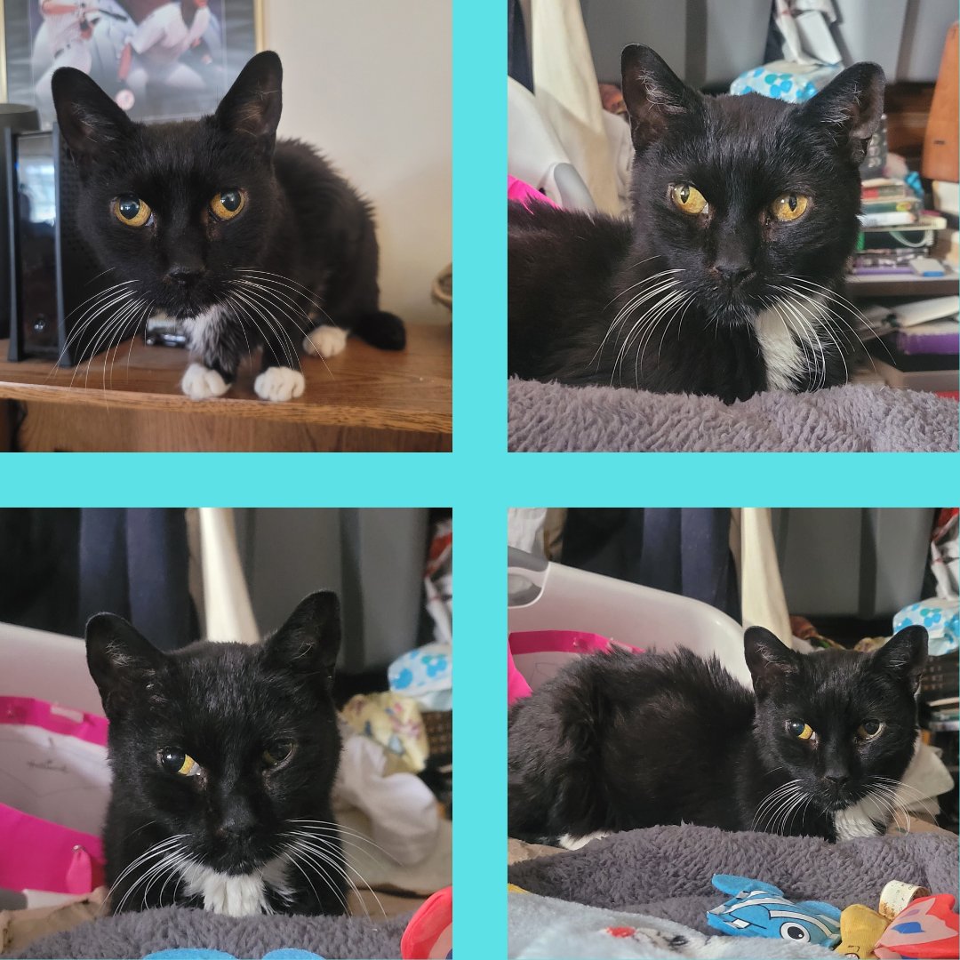 CatCheezeburger's tweet photo. Hi ya Palz! Time ta ketchup wif sum fotoz (February 11 - 15) Hope u had a #HappyValentinesDy Luv, Cheezeburger โฅ๏ธ๐๐โโฌโฅ๏ธ #cheezeburger #cat #cats #catsoftwitter #catoftheday #tuxedocat #tuxedocatsoftwitter #CheezeburgerTheCat https://t.co/TbgfDgEyzO
