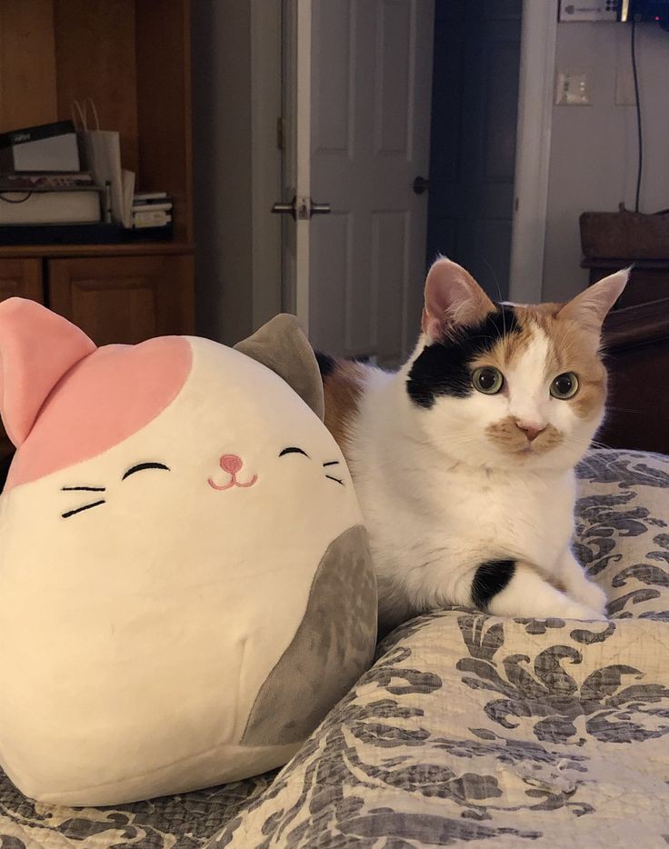 nocontextscats's tweet photo. https://t.co/Nw9Xpu3RoN
