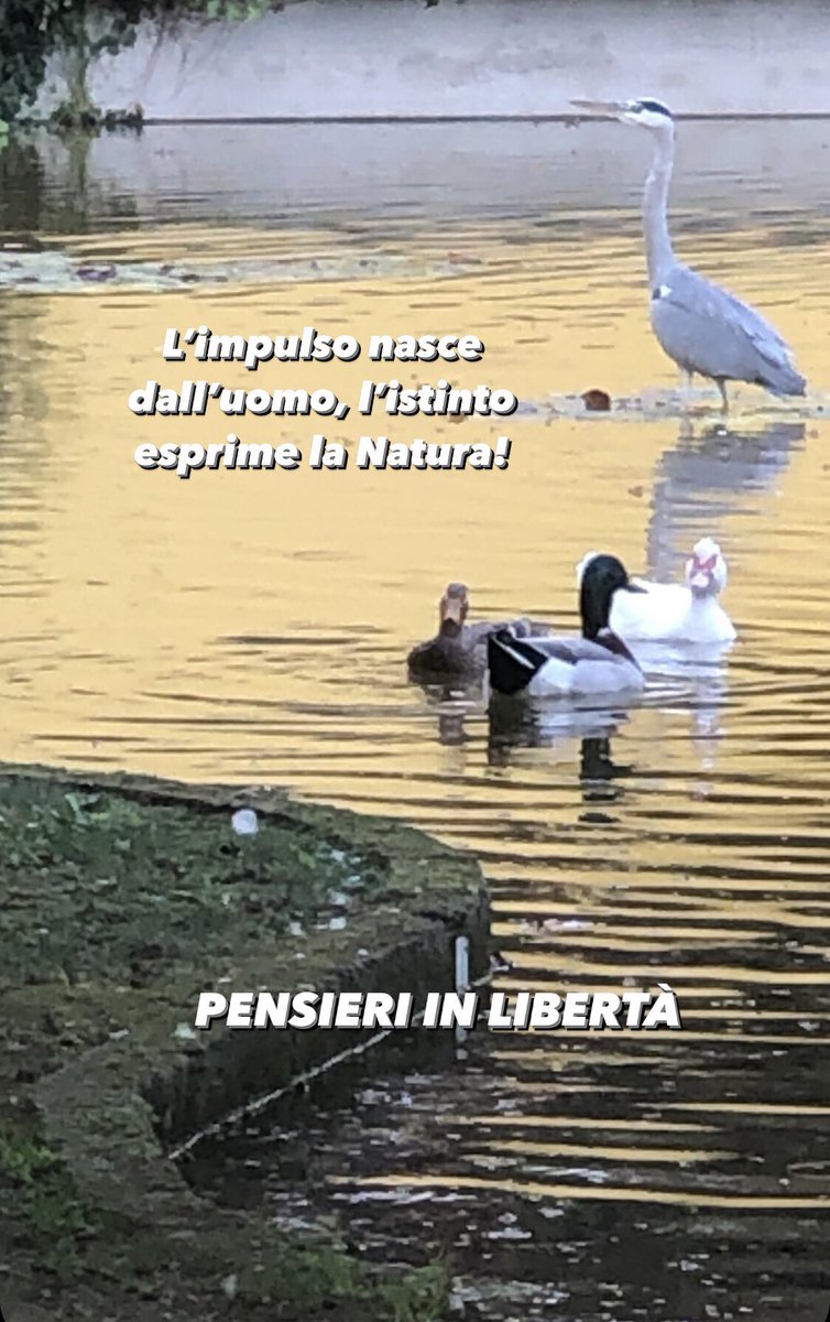 OlivieroBianchi's tweet photo. PENSIERI IN LIBERTÀ
#pensieriinlibertà #autorebianchi #impulso #uomo #istinto #natura #nascere https://t.co/WbqnEzVZQQ