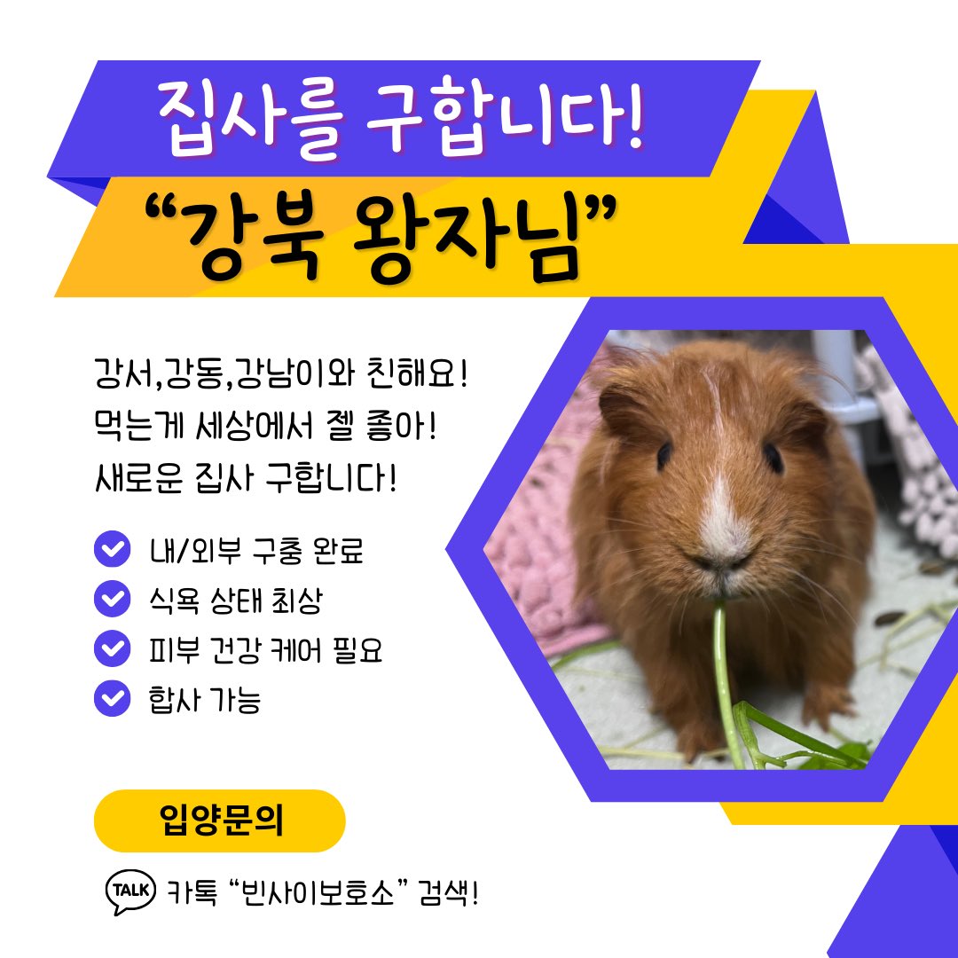 viinsaii's tweet photo. 뽀글이의 경우 주인이 호텔링을 한다며 3달간의 비용을 모두 지불 후 연락두절로 소유권이 빈사이 보호소로 넘어오게 되었습니다.
이런일은 반드시 재발해서는 안됩니다 https://t.co/8TuiEhCfzG