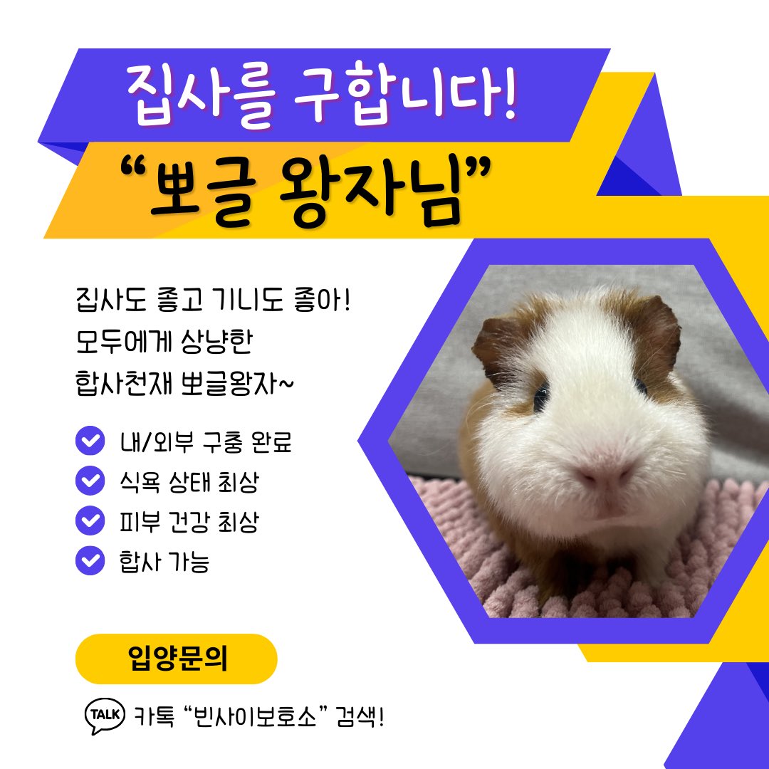 viinsaii's tweet photo. 뽀글이의 경우 주인이 호텔링을 한다며 3달간의 비용을 모두 지불 후 연락두절로 소유권이 빈사이 보호소로 넘어오게 되었습니다.
이런일은 반드시 재발해서는 안됩니다 https://t.co/8TuiEhCfzG