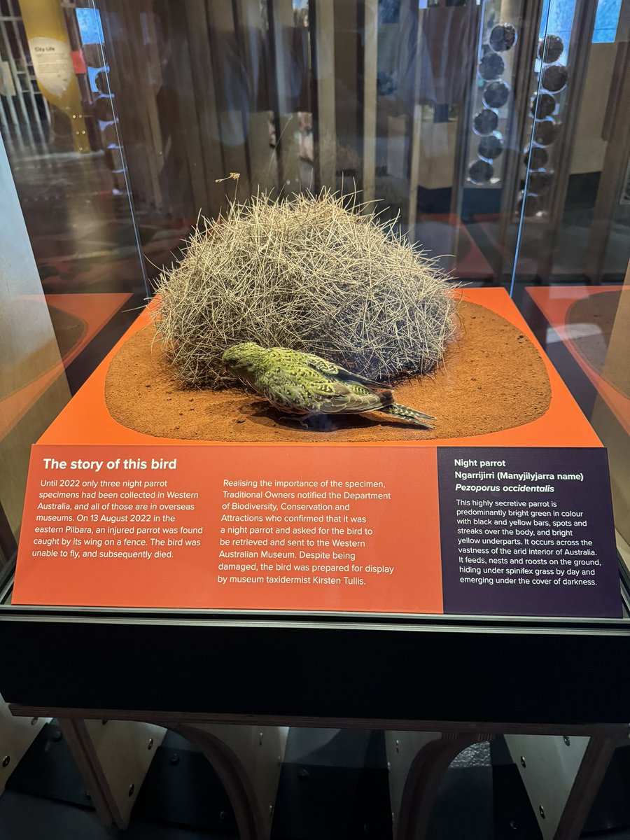 Congratulations to these amazing martu ladies. Their dedication made it possible for all Western Australians & the world to see a Night parrot on display at the WA Museum. Like all Night parrot stories this one is truly amazing. #parrots #birds #threatenspecies #nightparrot 🦜👀