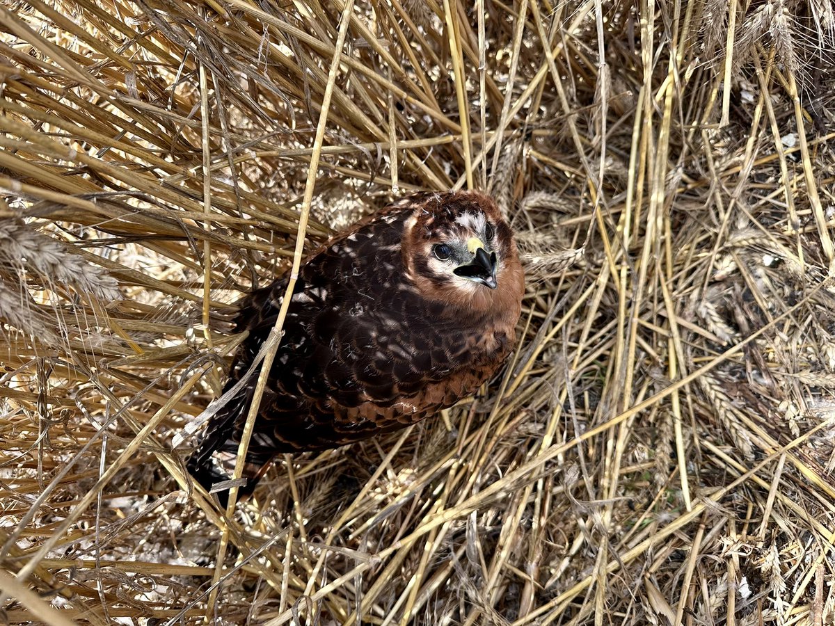 📢 nous recrutons un ornitho pour le suivi des #busards sur la @ZA_PVS et basé au @CEBC_ChizeLab C’est ici pour postuler : emploi.cnrs.fr/Offres/CDD/UMR… (Merci pour les RT)