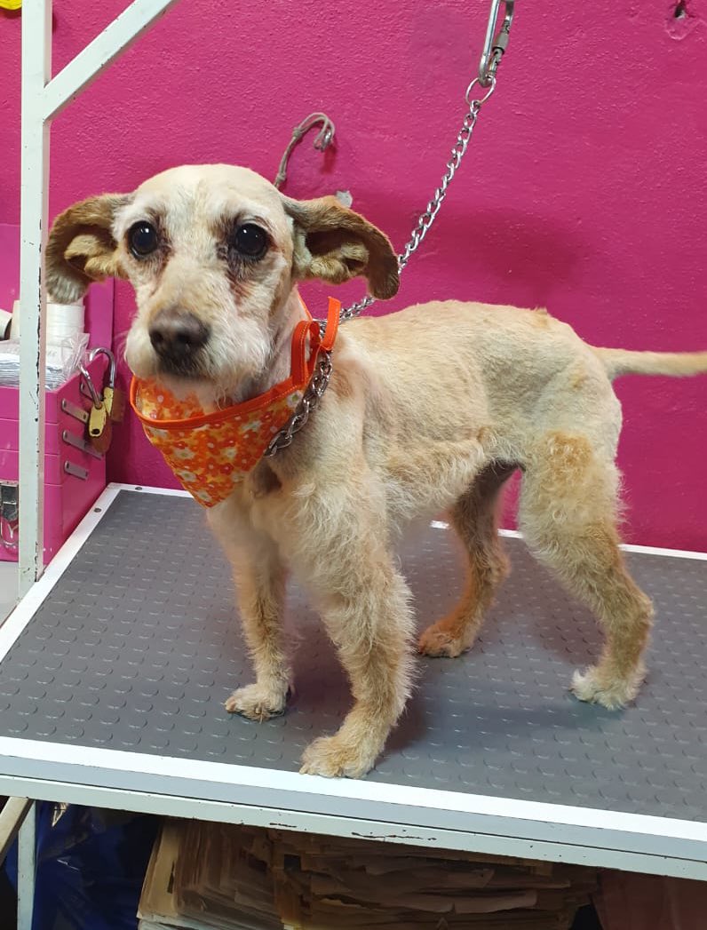 diana_dfc's tweet photo. Canelita en adopción responsable aprox 3 años, talla chica, sociable, tranquila y limpia, alguien se anima a darle una oportunidad? @MascotasSismo @mascotasdifunde @mascotamx @perrososmx @mayumiguillen @lupita_mancer @acano52 @iztalccihuatl @PaolaFrida @EsEstra @FCF_mx @soymolid https://t.co/UlB8rN8NQO