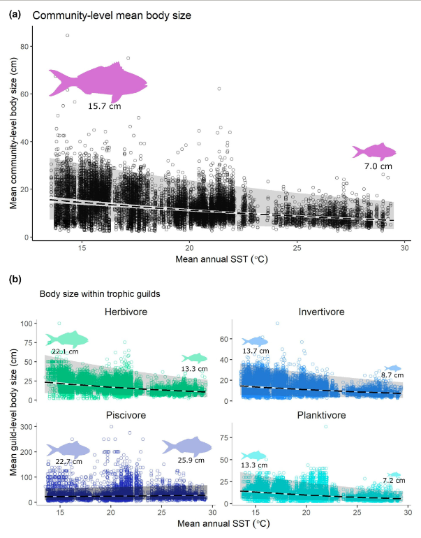 AustSocFishBiol's tweet photo. NEW STUDY: Mean reef fish body size decreases towards warmer waters

Coghlan et al. analysed 15,000+ surveys across a 15°C SST gradient to find a significant decrease in mean fish body size with warmer waters, averaging a 5% reduction per 1°C increase.

https://t.co/ppfvuA5BNJ https://t.co/vtQh8PoMa0