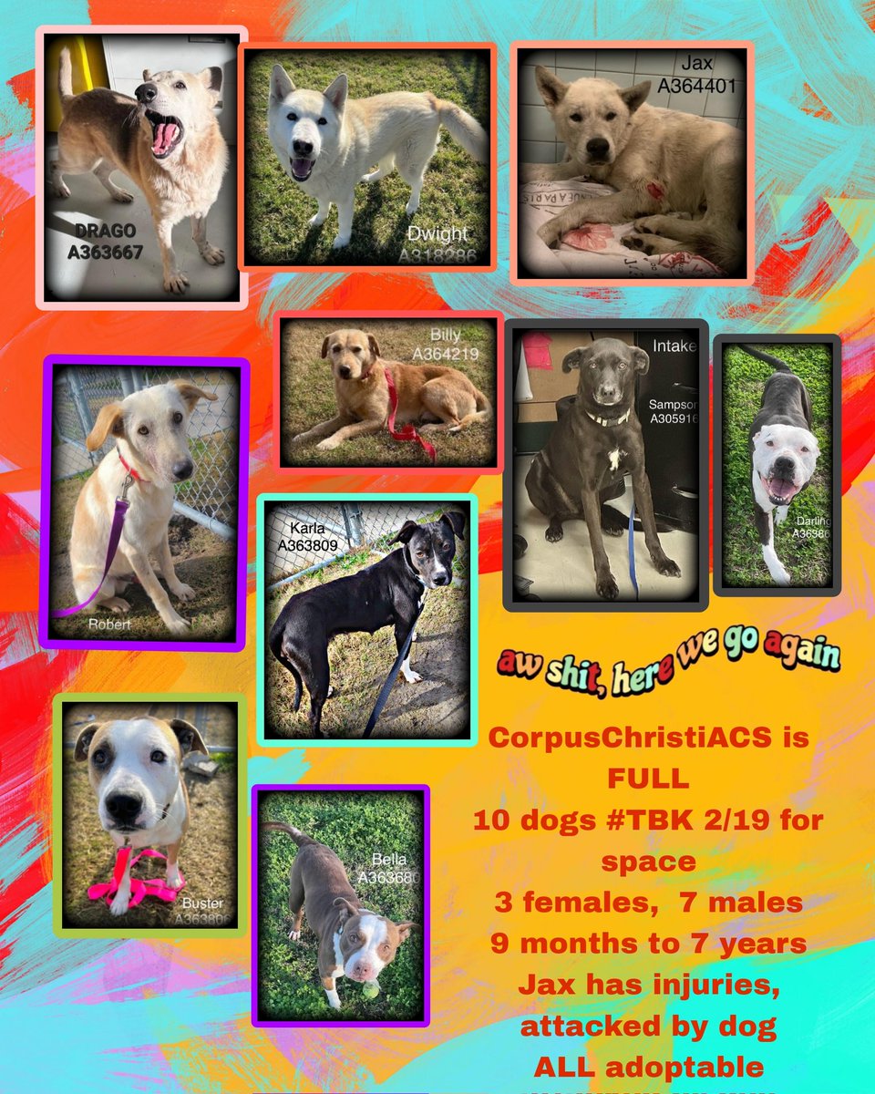 beeleevitonly's tweet photo. 🆘️#CorpusChristiACS #TX #AnimalControl 
is over capacity.  10 innocent 🐕 scheduled 
#TBK💉☠️ Mon. 2/19 to make space😡😭.
Plz RT 🆘️ #adopt, #foster #PledgeForRescue 
Contact info in individual posts,  use hyperlink by names.  DRAGO #A363667 DWIGHT #A318286  JAX #A364401 ROBERT #A363807  
BILLY #A364219 SAMPSON #A305916  
DARLING #A363861 KARLA  #A363809 
BUSTER  #A363806 BELLA #A363680