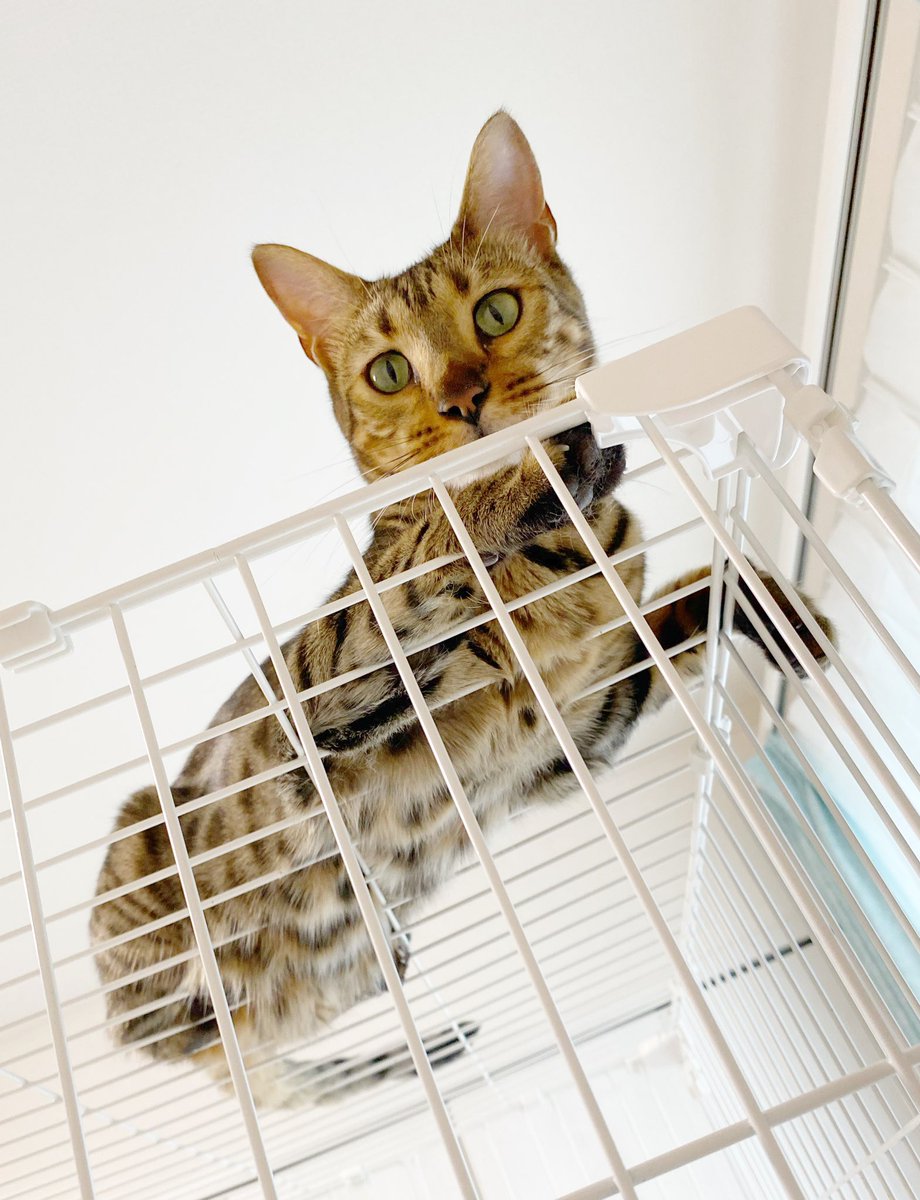 rin_bengal's tweet photo. 朝ケージから出して朝ごはん準備して家事こなしてたら、用意してた子の朝ごはん(パン)食べてた(´･ω･`)
旦那と子が気付いて名前呼んだらパンくわえて逃げた🐈
子が追いかけたらパン捨てて逃げたw

ドロボーネコ爆誕の瞬間😂

#猫がいる生活 
#猫がいる暮らし 
#猫好き https://t.co/dbPJJqWv6c