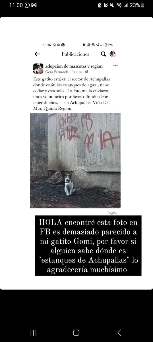 CHIQUILLOS, necesitamos saber información de los voluntarios que sacaron esta foto, y saber más o menos donde queda el sector de estanques de Achupallas, puede que este gato sea el Gomi :(

#MascotasPerdidas #IncendiosForestales 
#Valparaíso