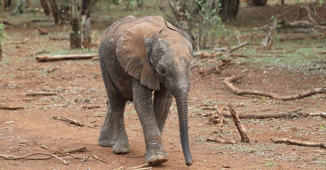 I am a proud foster parent to a baby elephant named Mokogodo, rescued from the Mukogodo Forest in Kenya the day before Valentine's Day last year, and just celebrated her first year at the Nairobi Nursery. A big thanks to Dirk for getting me involved! sheldrickwildlifetrust.org