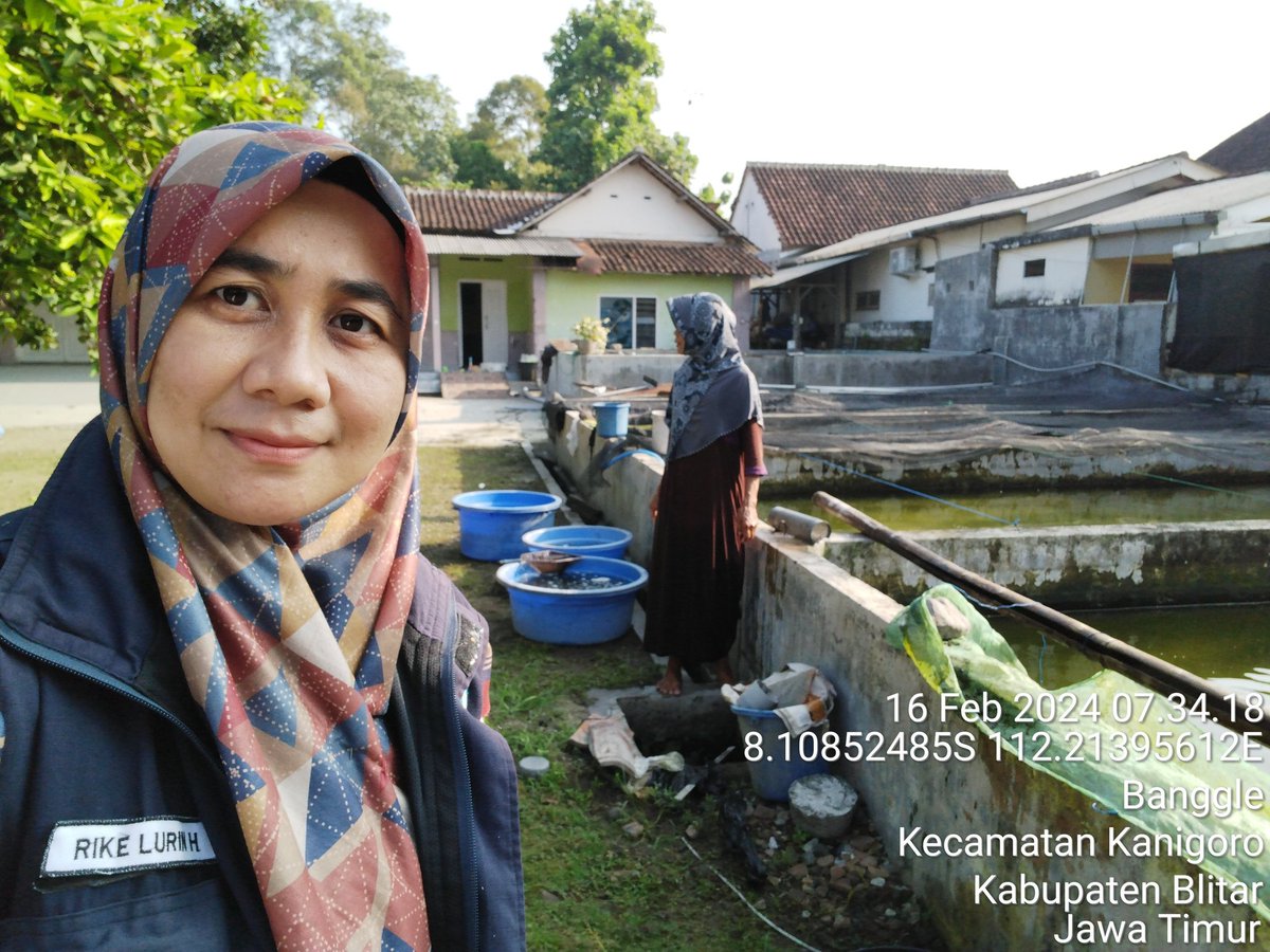 RikeLurin's tweet photo. Jum'at  16/2/2024, Rike Lurin Luhkan Kab.Blitar, Pendataan produksi Ibu Sunarsih Pokdakan Barokah Maju Lancar Ds. Banggle Kanigoro panen benih ikan lele 80.000 ekor, ukur 3-4 cm, harga Rp. 60-80/ekor #panen #Produksi #GiatLuhkanSatminkalBWI @puslatluhkp @Luhlapor https://t.co/sLwSSudUfo