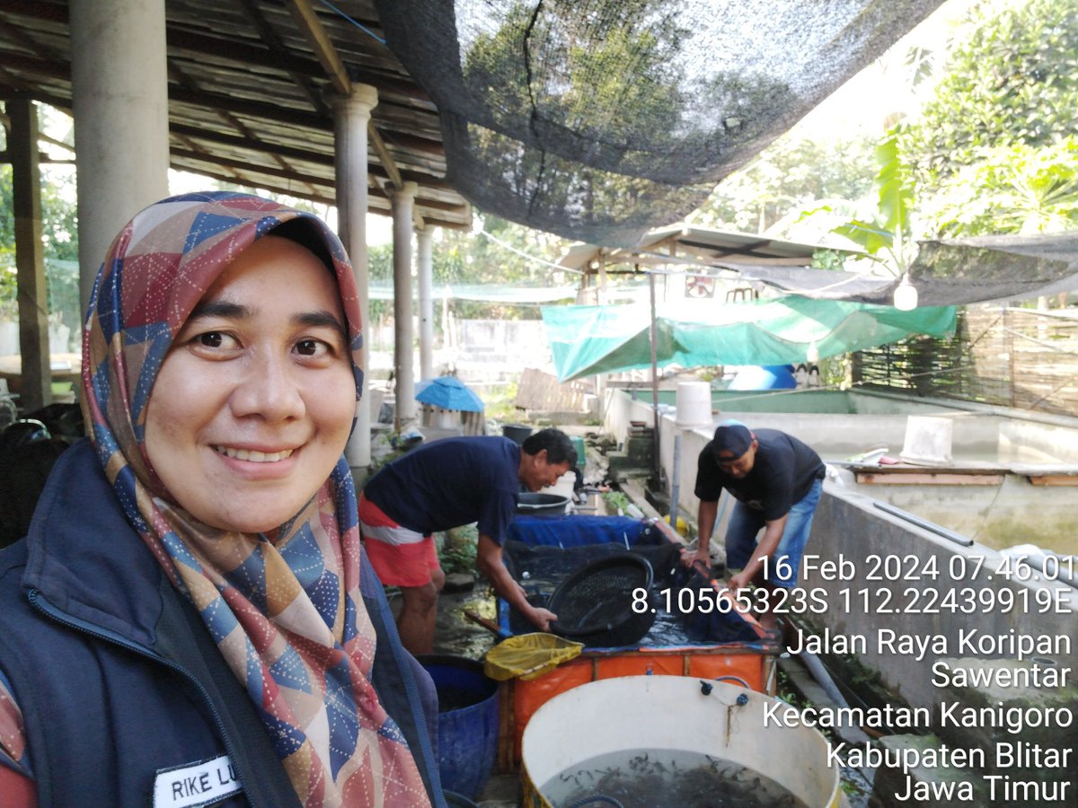 RikeLurin's tweet photo. Jum'at 16/2/2024, Rike Lurin Luhkan Kab. Blitar, Pendataan Produksi dan fasilitasi NIB di Bapak Supriadi Desa Banggle Kec.Kanigoro Panen Benih lele 40.000 ekor, ukur 4 cm, harga Rp. 80/ekor #produksi #panen #GiatLuhkanSatminkalBWI @puslatluhkp @Luhlapor https://t.co/szml5k4DC7