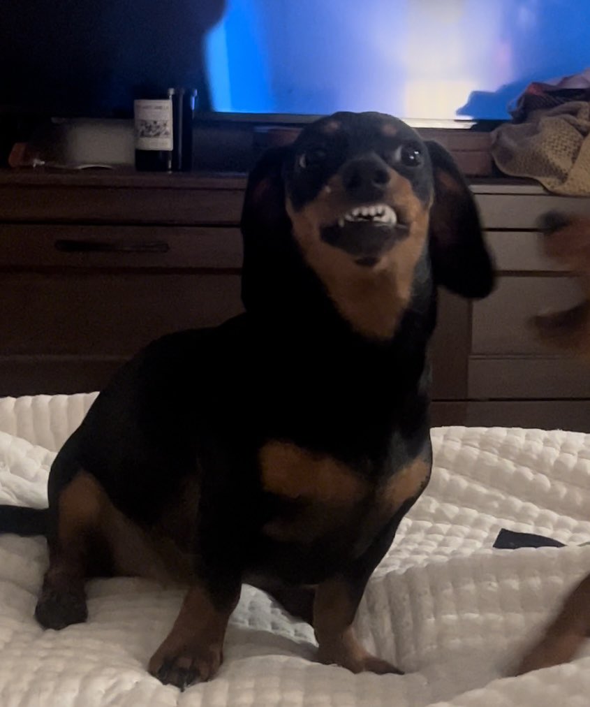 moke_season's tweet photo. funniest dog of all time https://t.co/MgNRPDyERk