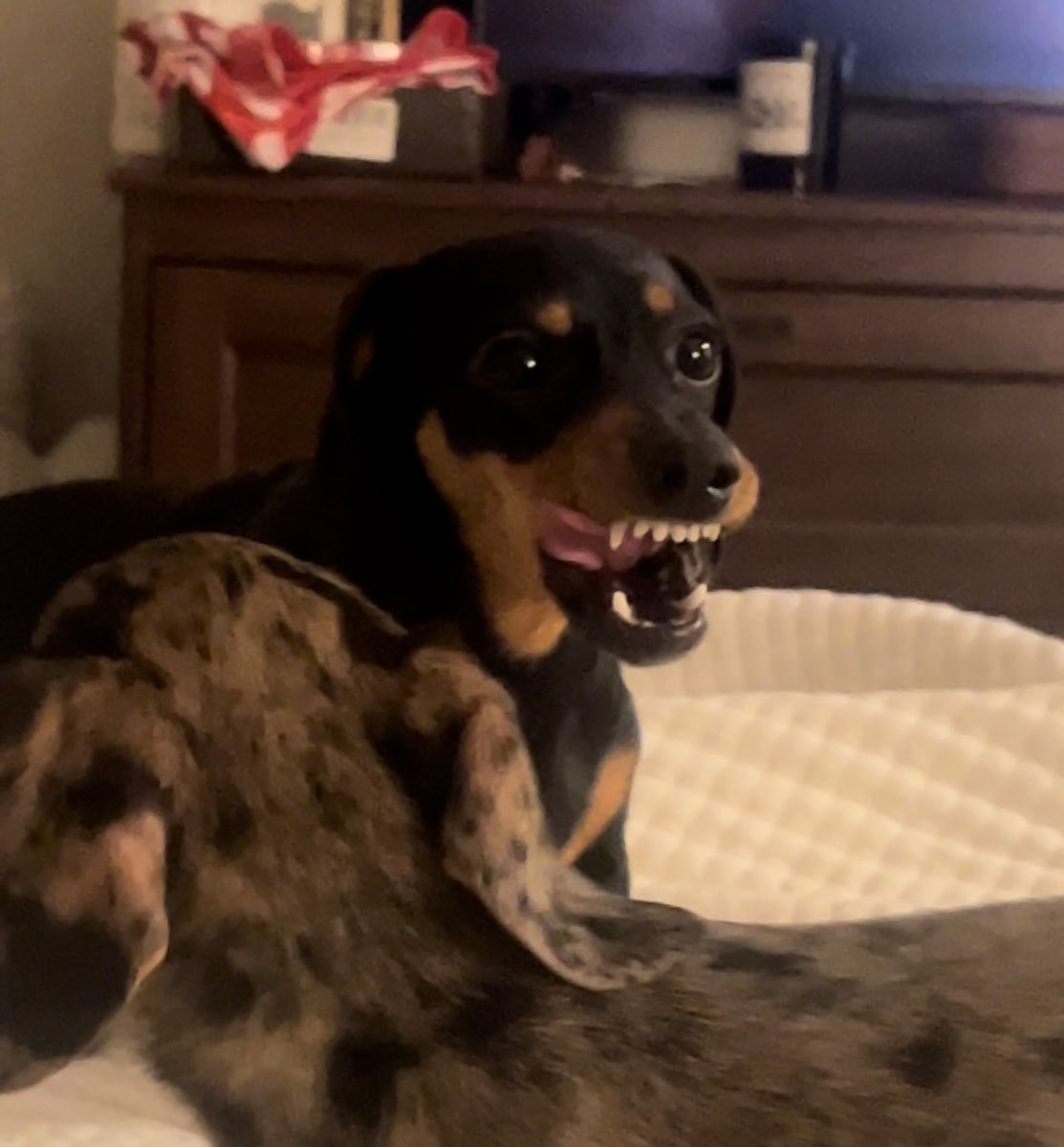 moke_season's tweet photo. funniest dog of all time https://t.co/MgNRPDyERk