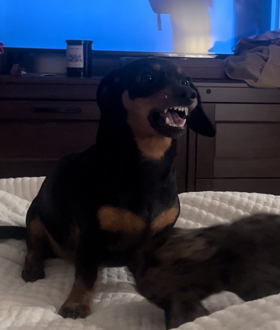 moke_season's tweet photo. funniest dog of all time https://t.co/MgNRPDyERk